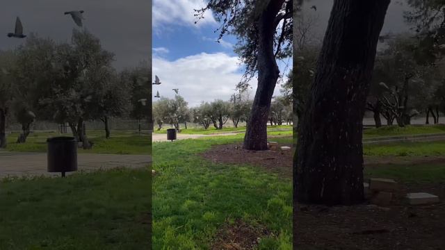 Falastin 🇵🇸 Quddus shahri смотреть онлайн