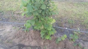 Фундук Барселонский-все о сорте!