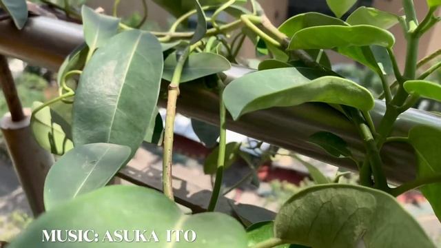 Madagascar Jasmine ‘STEPHANOTIS FLORIBUNDA’ смотреть онлайн