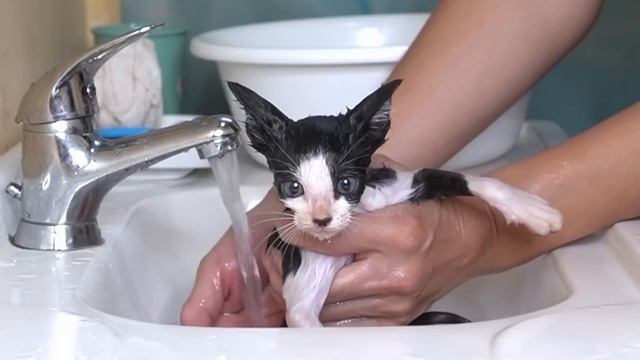 Rescued Kitten Is Full Of Dirt And Fleas…First Bath For Street Kitten. And Happy Milk Time!
