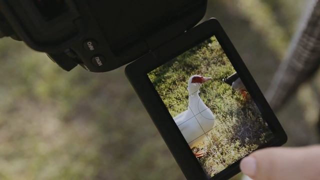 Canon 90D specification review : Canon 90D vs 80D hindi смотреть онлайн