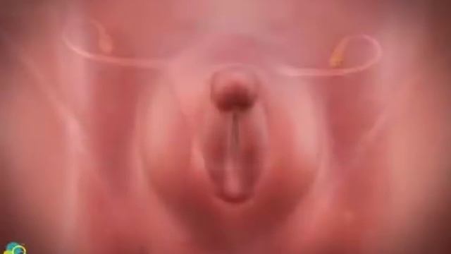 Магический компас гармонии