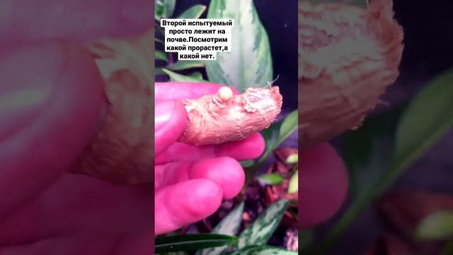 Проращивание имбиря ?