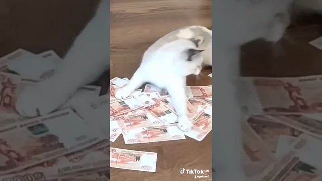 кошка и бабло смотреть онлайн