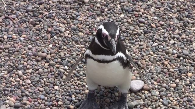 MAGELLANIC PENGUINS AT PUNTA TOMBO (Argentina) смотреть онлайн