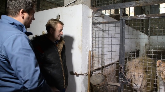 О действии на людей львиного рыка ! смотреть онлайн