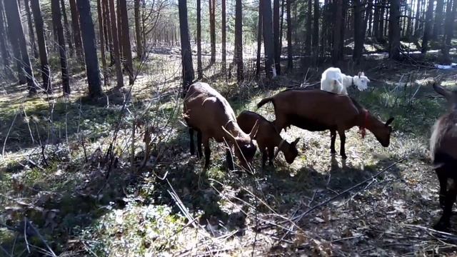 Замершая беременность у козы смотреть онлайн