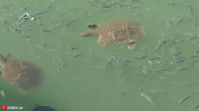WiMiX.de → TURTLES Turkey Side Evrenseki Schildkröten Черепахи Türkei Holiday смотреть онлайн