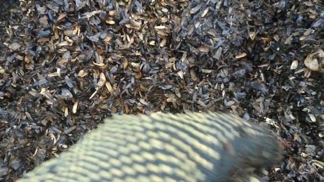 Так можно разводить червей на отработанных блоках из под грибов. смотреть онлайн