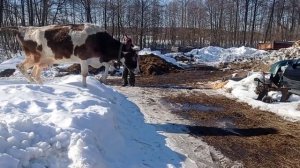 Первая прогулка коров