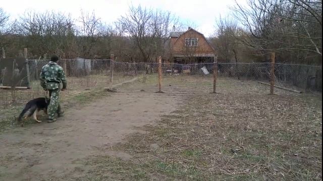 Немецкая овчарка Граф 7мес дрессировка! смотреть онлайн