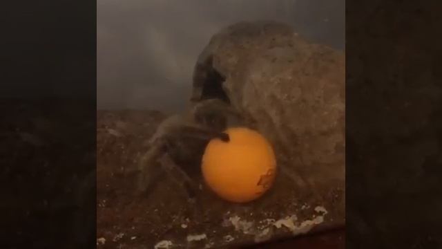 Igor playing with a ping-pong ball смотреть онлайн