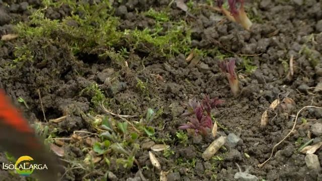 Dicentra spectabilis propagazione смотреть онлайн