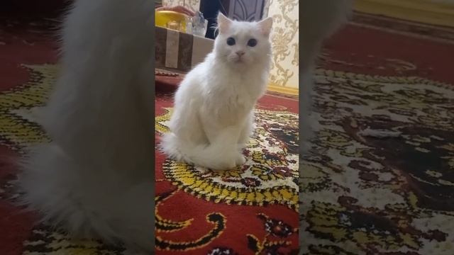 Спокойный кот БЕЛКА смотреть онлайн