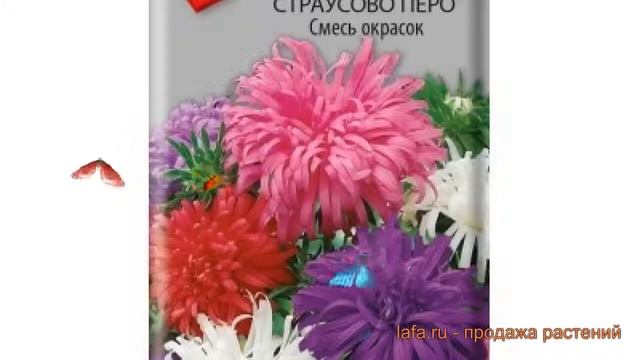 Астра обыкновенная Смесь окрасок (smes okrasok) ? обзор: как сажать, семена астры Смесь окрасок смотреть онлайн