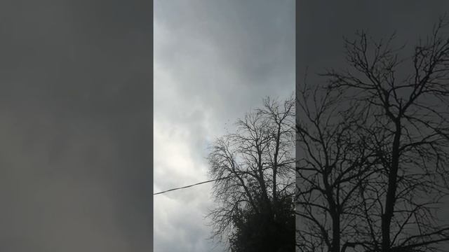 Ленинаканские бойные голуби 2020. На продажу 89539649228 смотреть онлайн