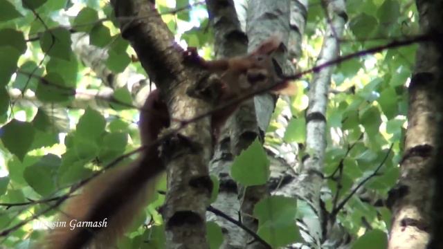 ГРОДНЕНСКИЕ БЕЛОЧКИ - ПУШИСТЫЕ КРАСАВИЦЫ!! / GRODNO SQUIRRELS - FLUFFY BEAUTY!! смотреть онлайн