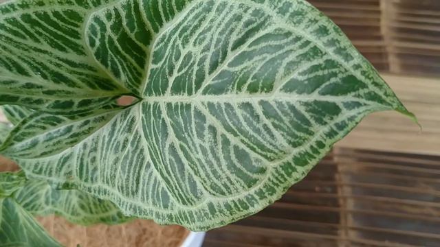 Tanaman Syngonium Batik