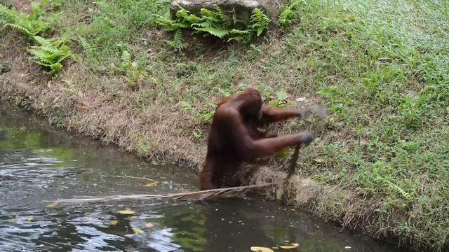 Обезьяна проявляет интеллектуальные способности