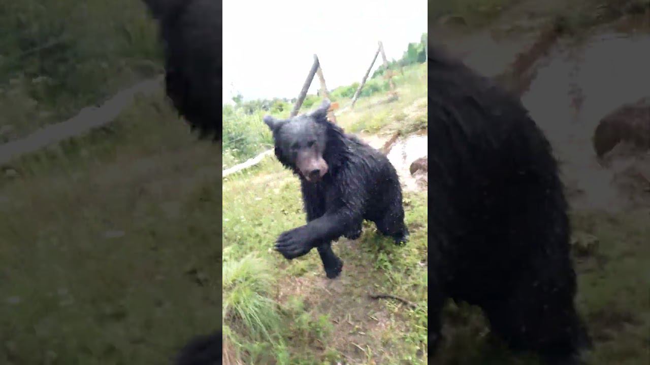 От всех мне достаётся. #медведь #bear смотреть онлайн