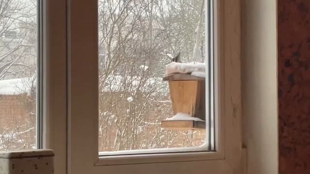 Оказывается , и дятлы едят сало ! смотреть онлайн