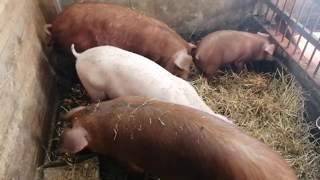 Сколько поросят оставлять под свиноматкой? смотреть онлайн