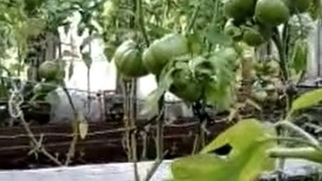 Видео 0004 смотреть онлайн