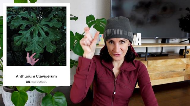 20 Anthurium Plants You'll Love: My Anthurium Wishlist