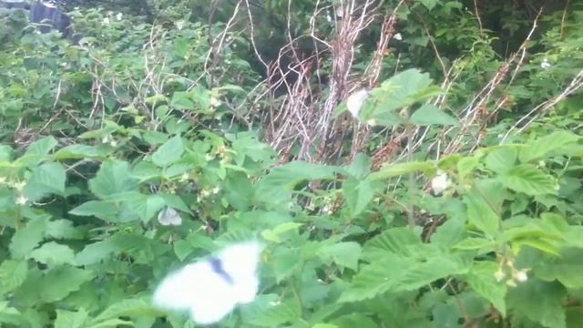 Засилье бабочек-боярышниц на Урале смотреть онлайн