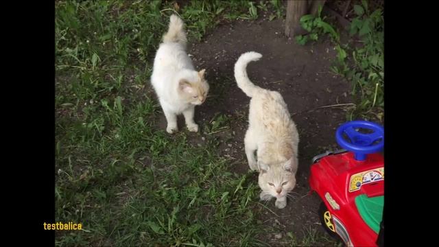 Елецкие коты 2015 Коты Елец