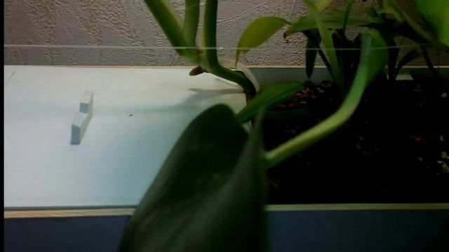 Интерактивный аквариумный туризм №33 смотреть онлайн