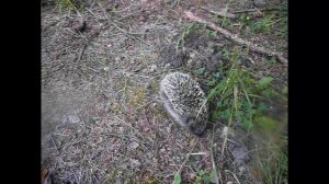 Маленький Ежик Четверо Ножек