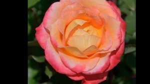 САМАЯ НЕЖНАЯ, ЯРКАЯ И АРОМАТНАЯ РОЗА - ШРАБ МАРСЕЛЬ ЭН ФЛЕР