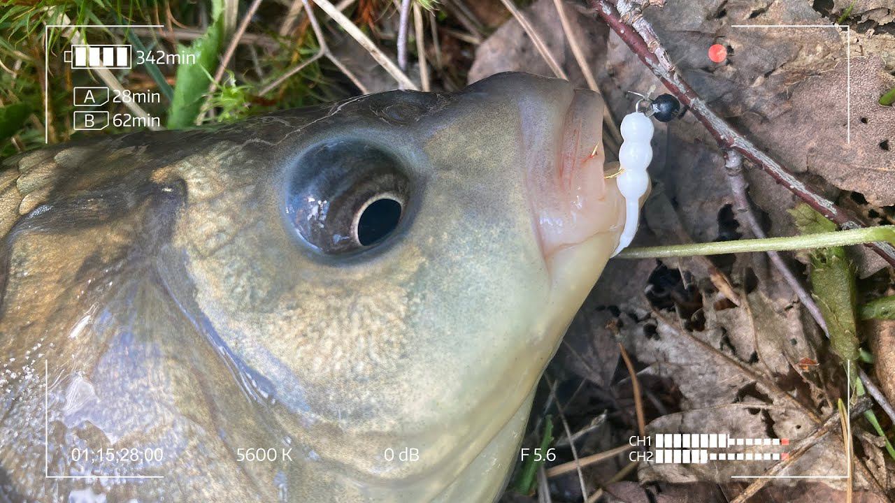 Король пруда не устоял! Мормышинг с Чикой смотреть онлайн