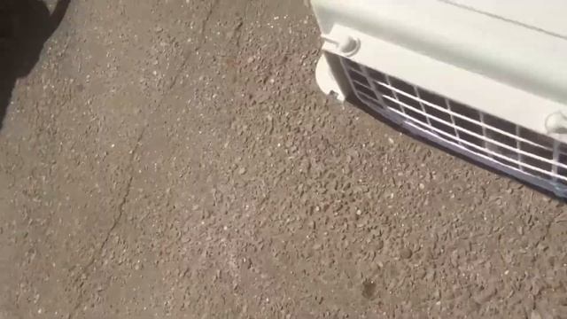 Мой первый Vlog /выгуливаю кошку на шлейке смотреть онлайн