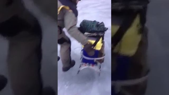 Зимняя рыбалка, санки без мотора едут сами . смотреть онлайн