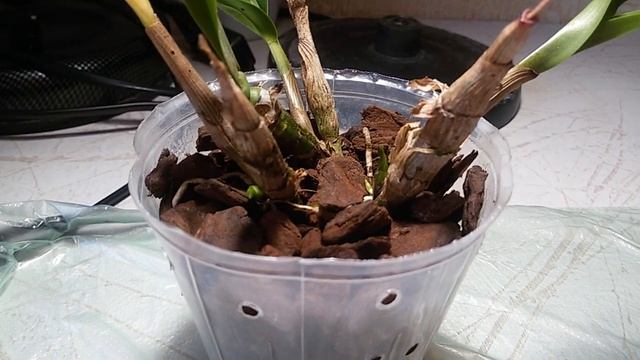 ШУСТРЫЙ ДЕНДРОБИУМ Hibiki И НЕМНОГО БИБЛИИ смотреть онлайн