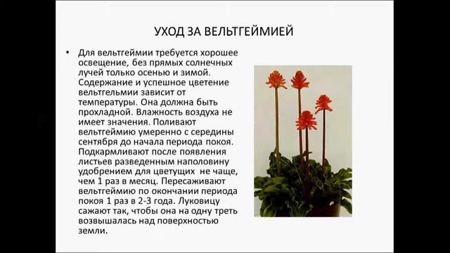Вельтгеймия смотреть онлайн