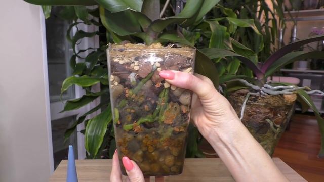 Система посадки для орхидей. + Дачный мини-влог. смотреть онлайн