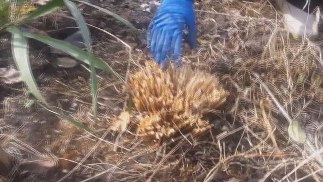 Обрезка злаковых трав весной смотреть онлайн