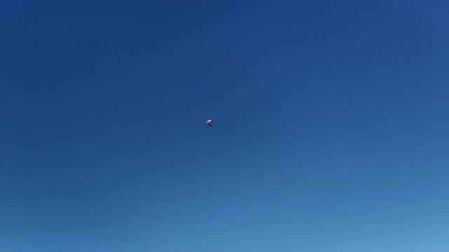 Птица ГрАч. смотреть онлайн