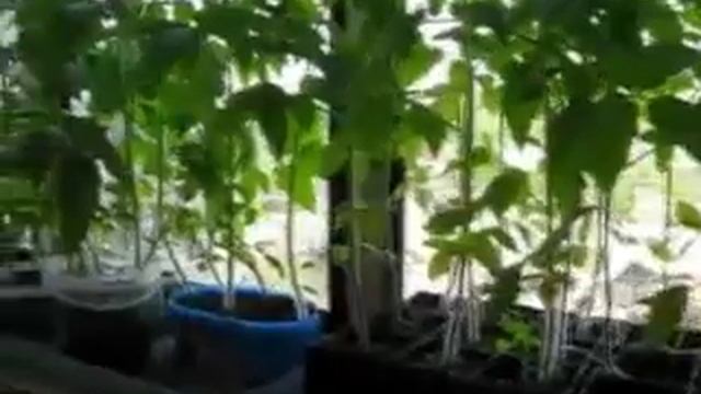 Когда надо сажать томаты смотреть онлайн