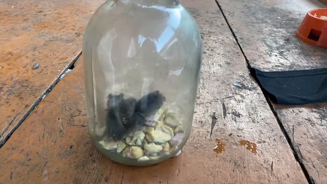 Мышеловка из трёх литровой банки смотреть онлайн