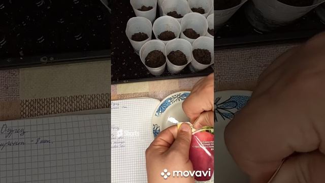 ОБЗОР СЕМЯН СЛАДКОГО ПЕРЦА ИСПАНСКИЙ БЫК ОТ ГАВРИШ. ОГОРОД НА КУБАНИ. shorts# смотреть онлайн