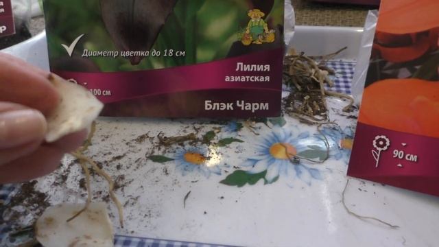 Новые лилии этого сезона. Размножение чешуйками смотреть онлайн