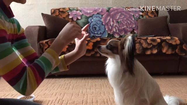 ✨КАК НАУЧИТЬ СОБАКУ КОМАНДЕ НОСИК?✨ | VIKA SAN смотреть онлайн