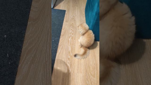 Мася - футболист )))