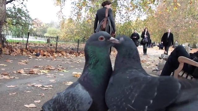 Pigeon fight смотреть онлайн