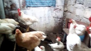 Когда куры начинают нести яйца?