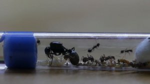 МУРАВЬИ MESSOR ARENARIUS - ГИГАНТЫ АФРИКАНСКИХ ПУСТЫНЬ \\ Димон и Пумба